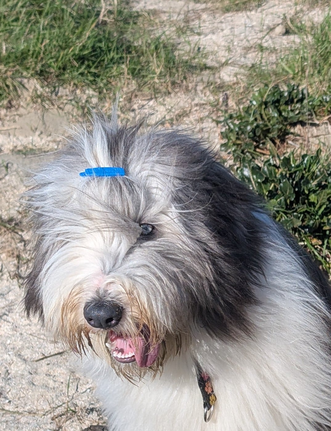 Aristo Du Domaine De Gotham