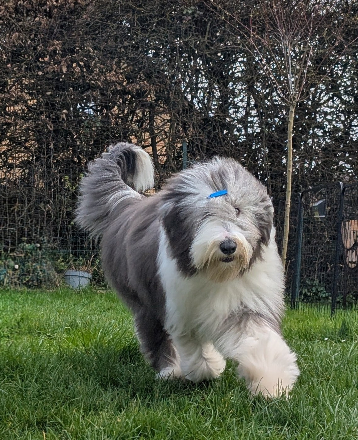 Aristo Du Domaine De Gotham