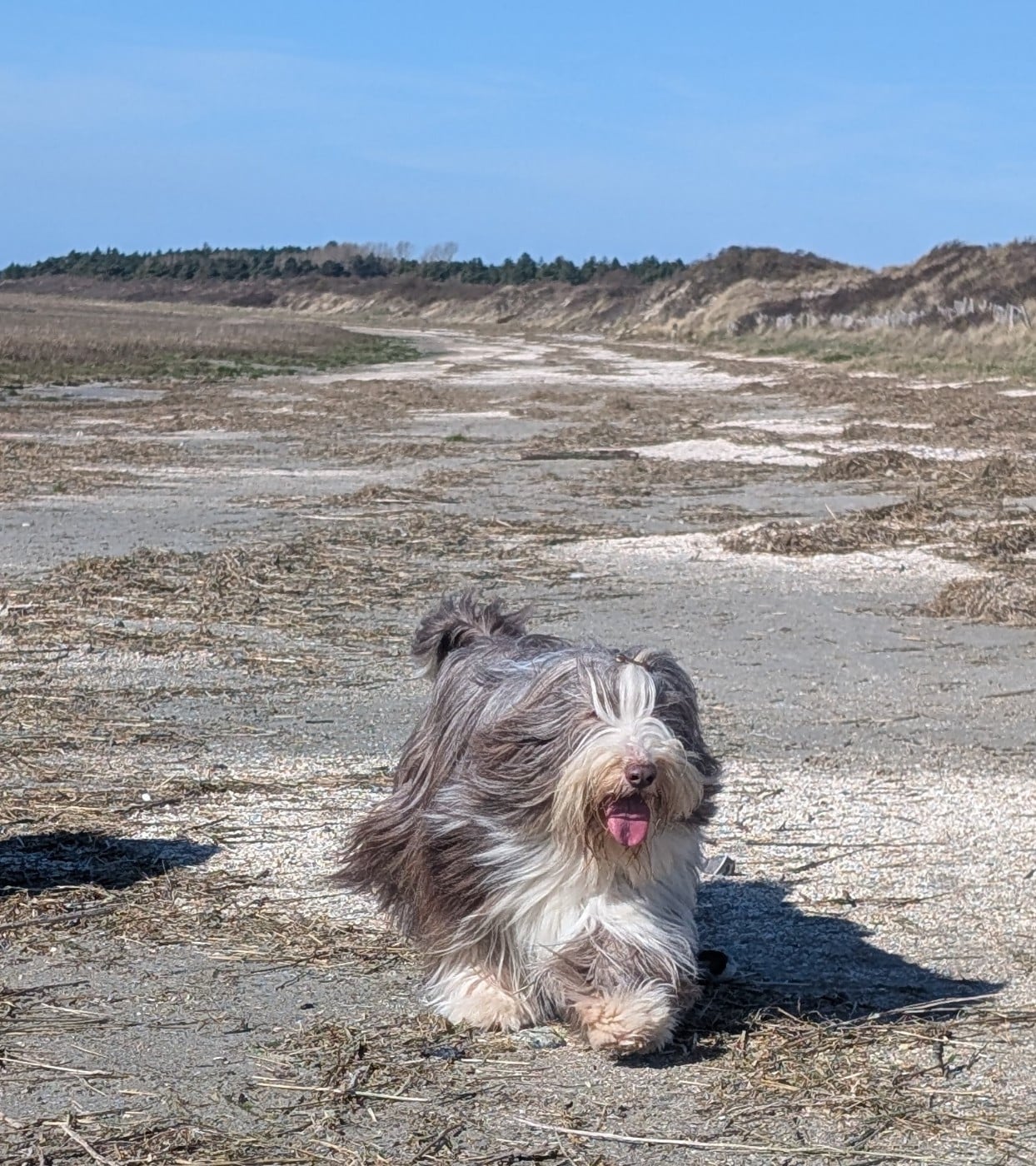 CH. All stars shine moravian furry beardie