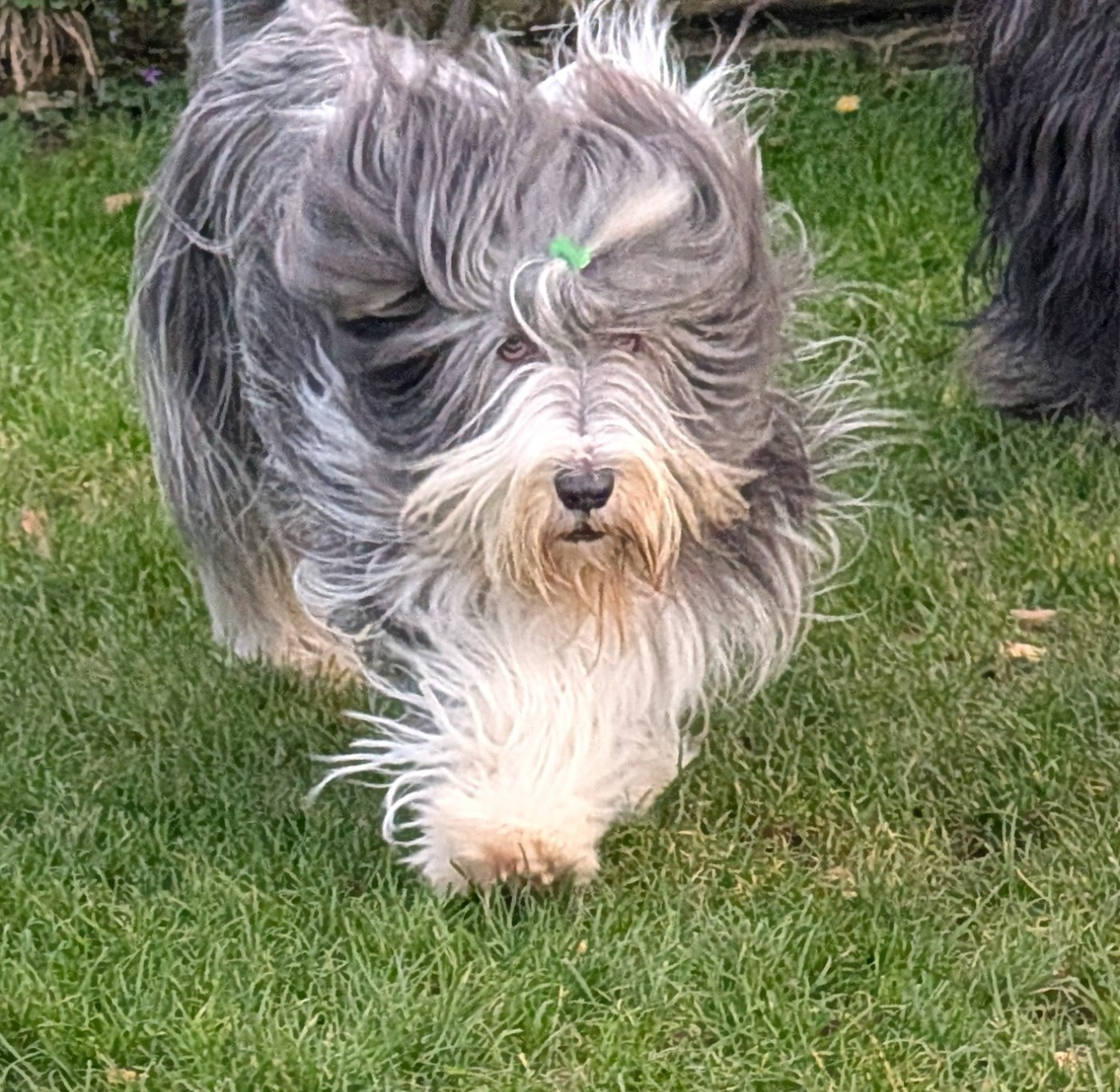 Universe star Des gardes champetres