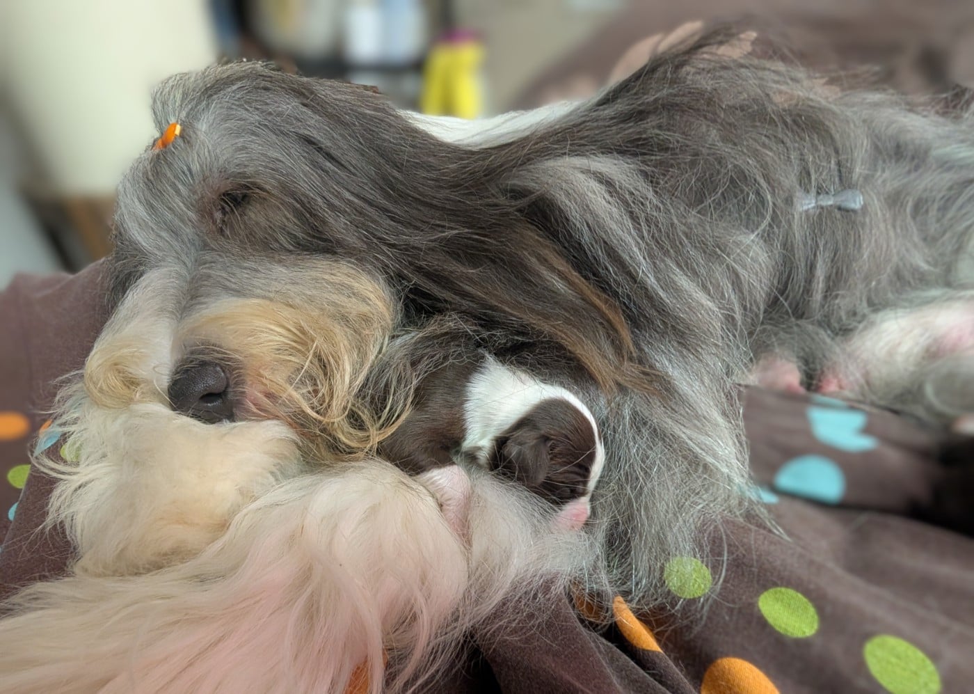 Universe star Des gardes champetres