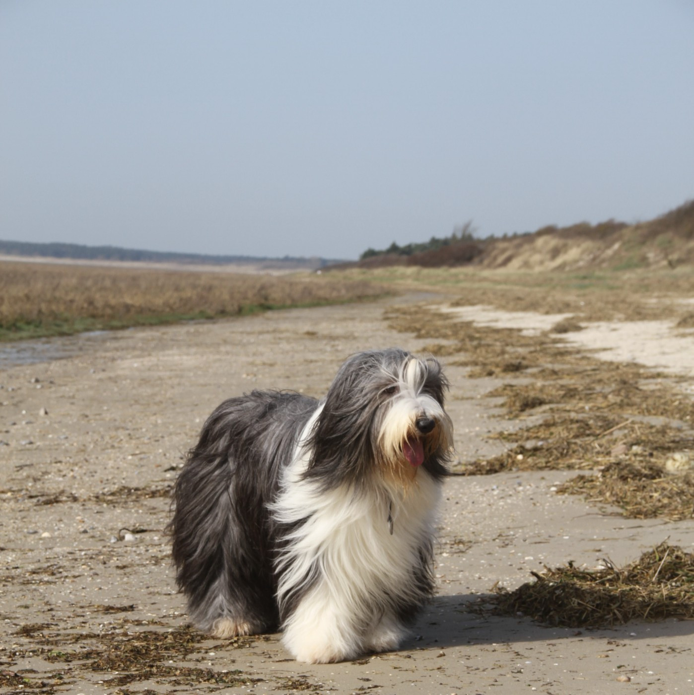 ariko koyu Reginella