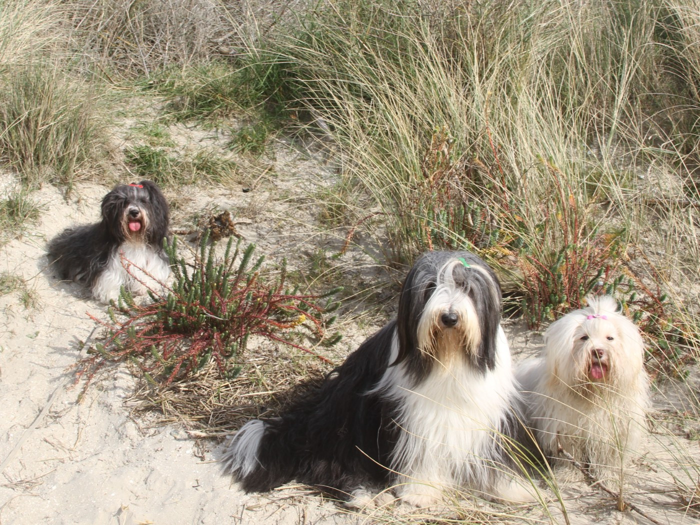 ariko koyu Reginella