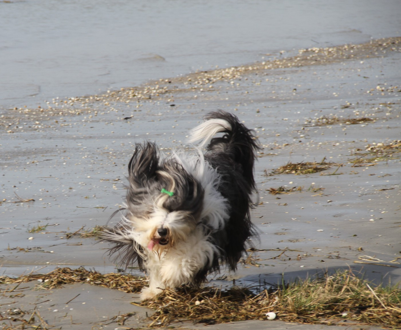 ariko koyu Reginella