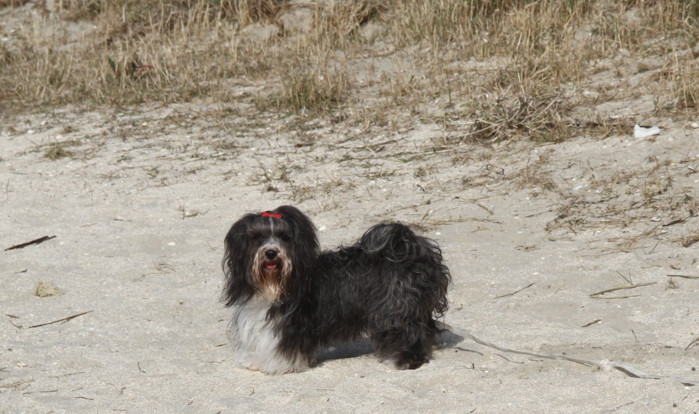 zemplen hairy doll Magie noire