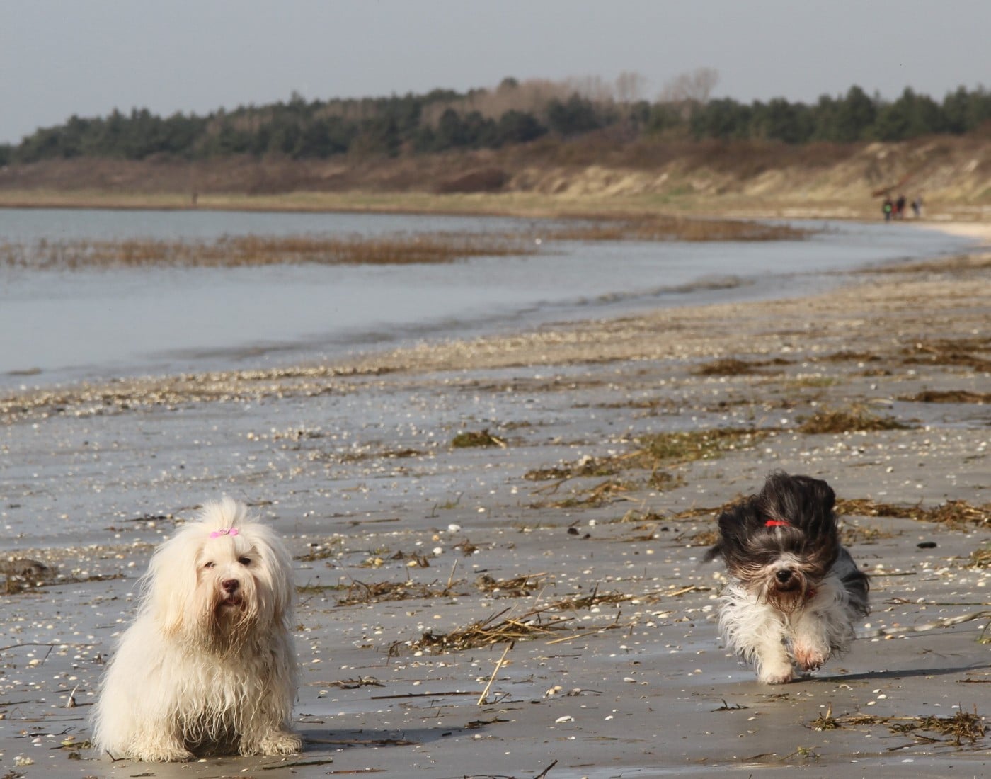 zemplen hairy doll Magie noire