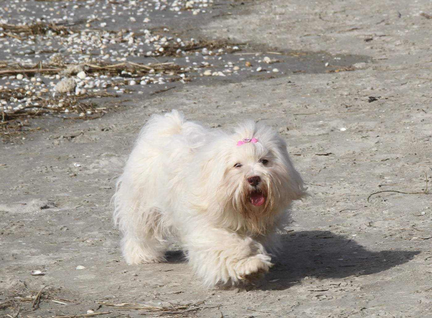A la folie Des gardes champetres