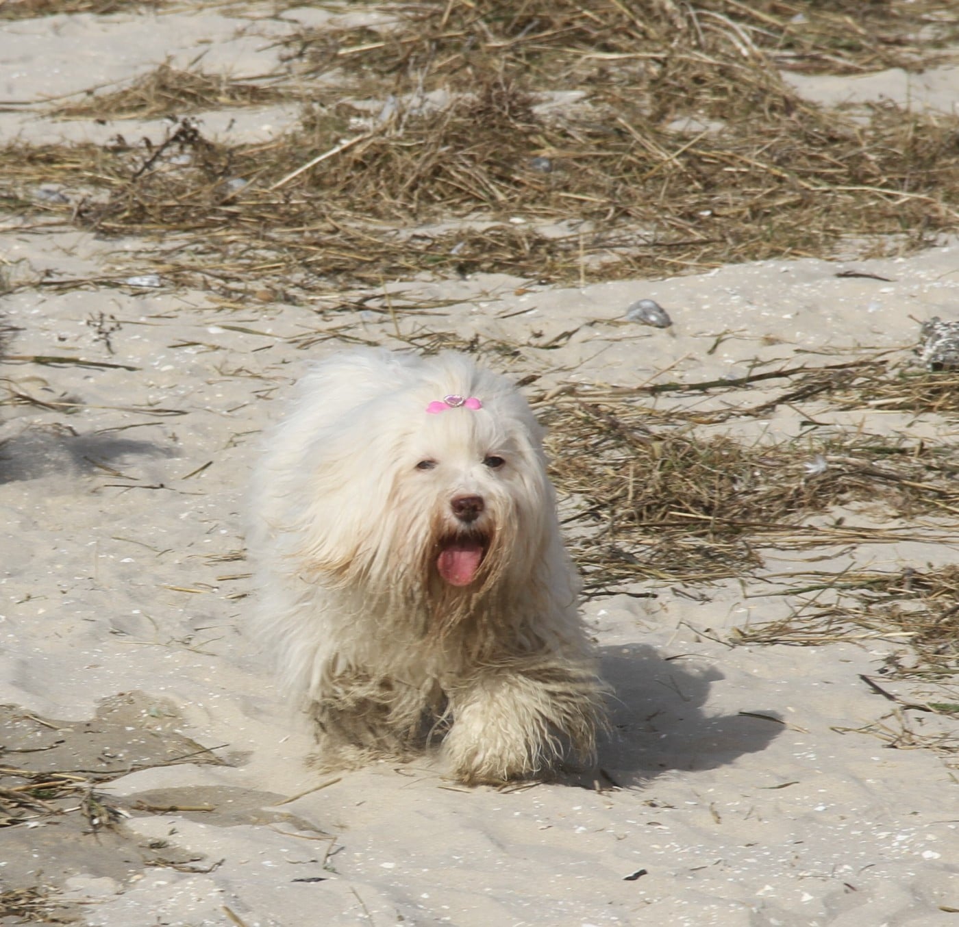 A la folie Des gardes champetres