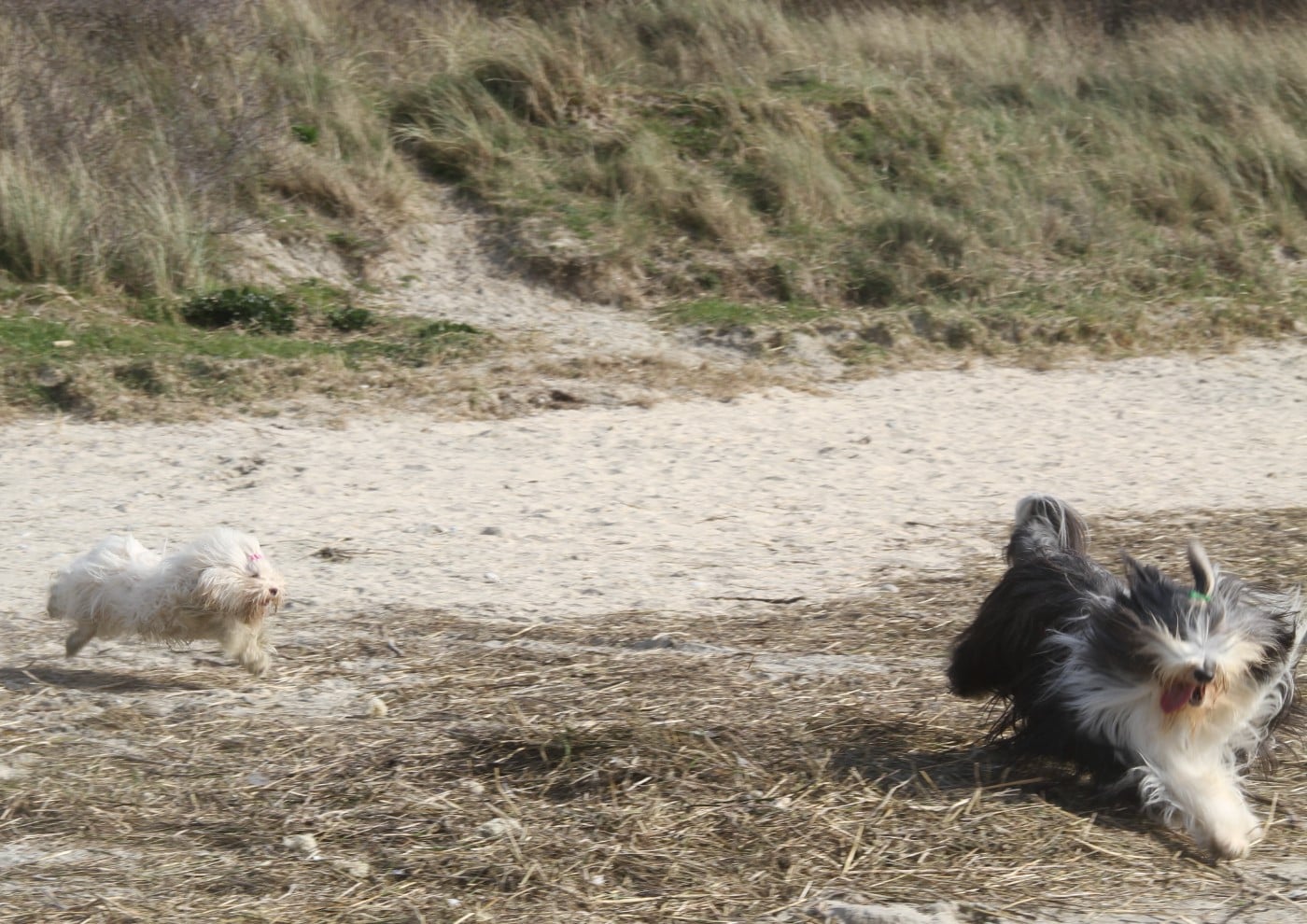 A la folie Des gardes champetres