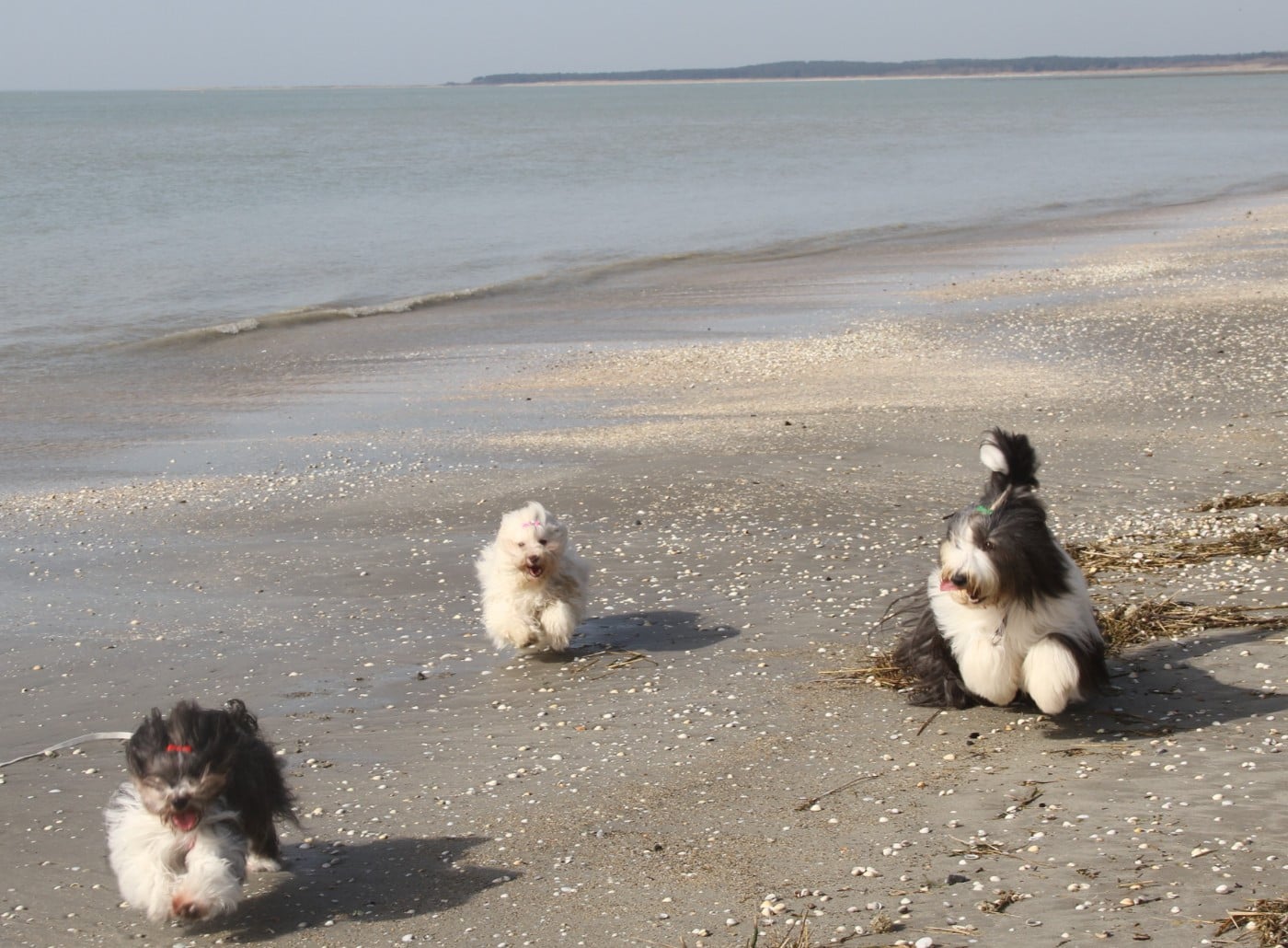 A la folie Des gardes champetres