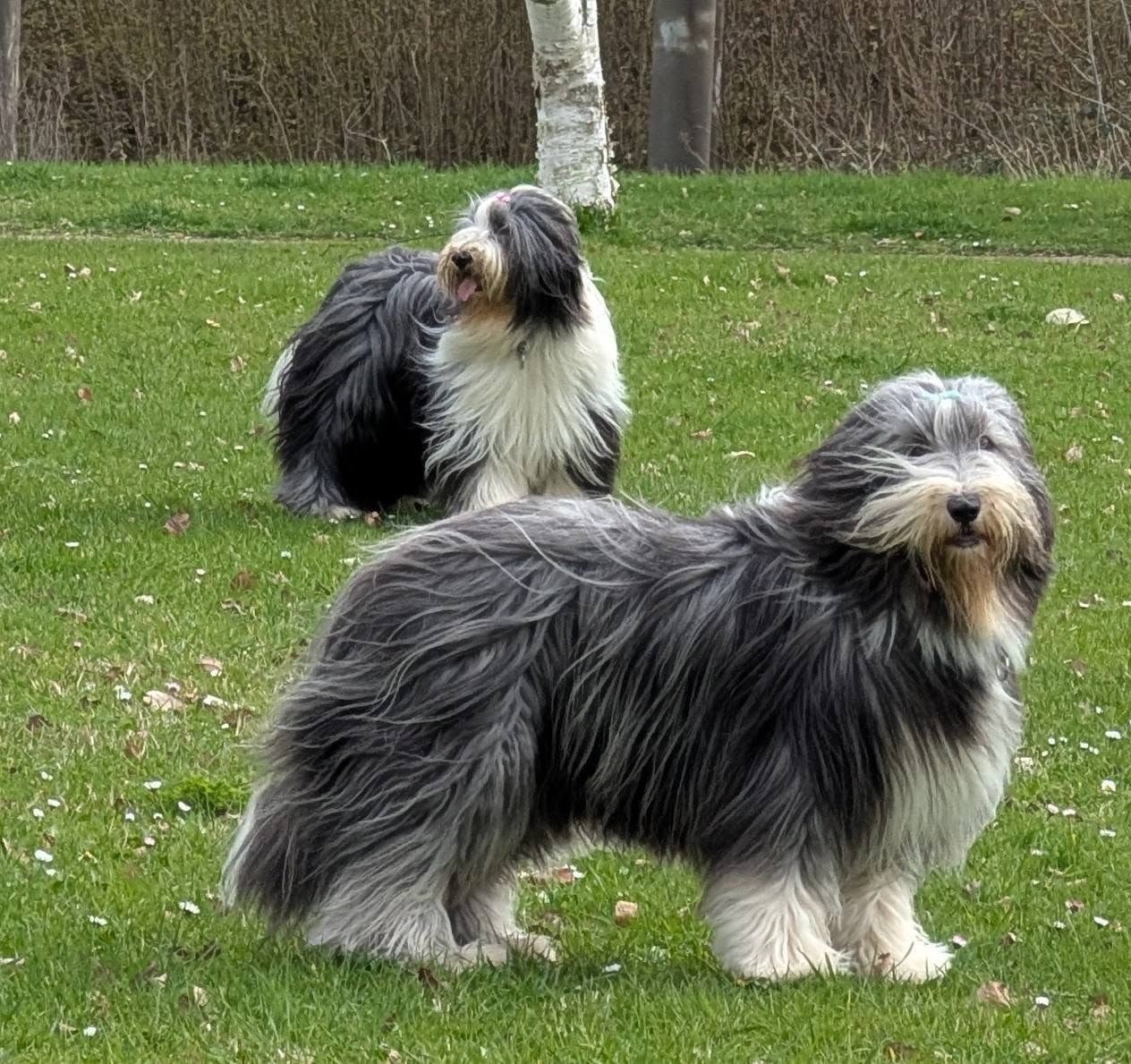 Universe star Des gardes champetres