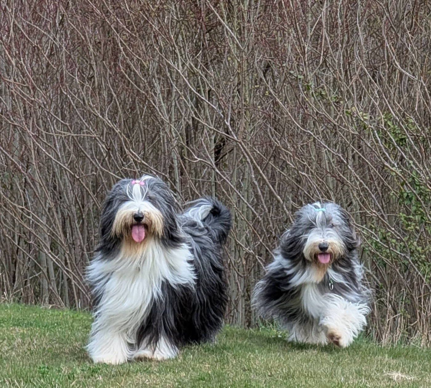 ariko koyu Reginella