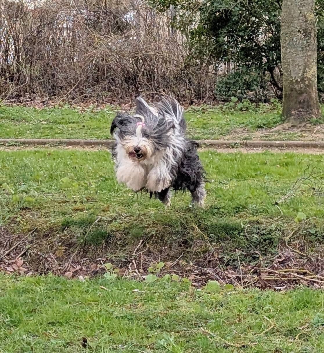 ariko koyu Reginella