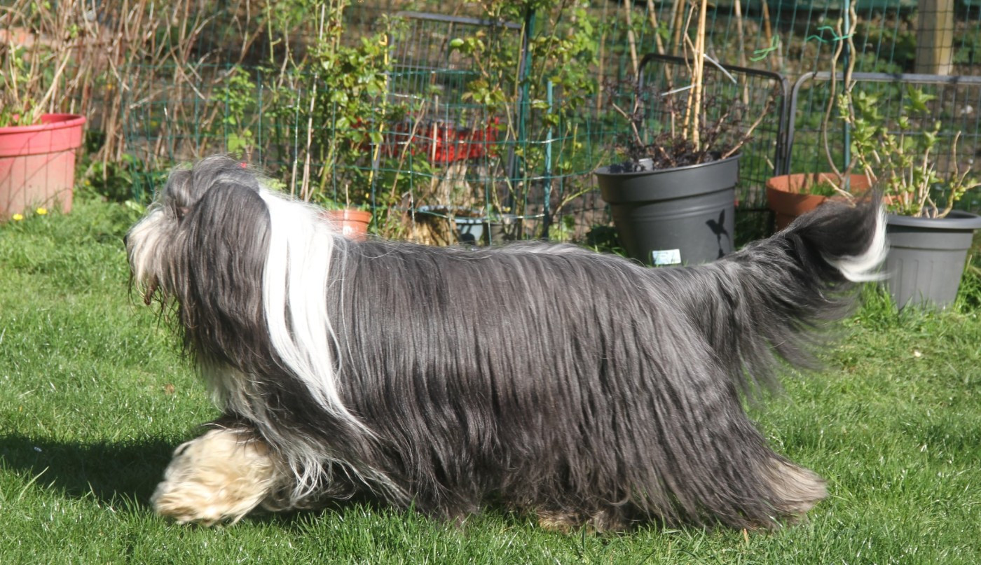 Sirius Des gardes champetres