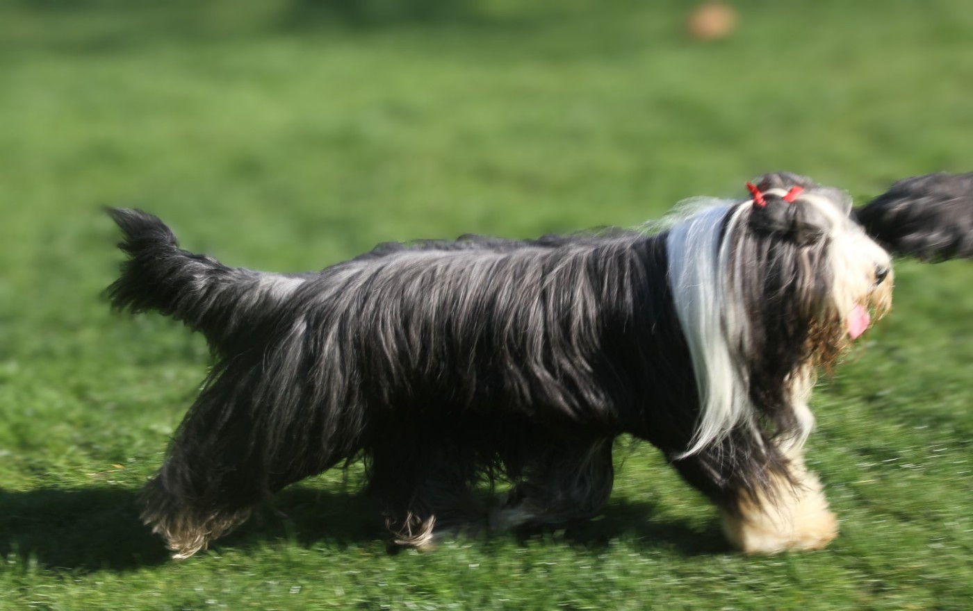 Sirius Des gardes champetres