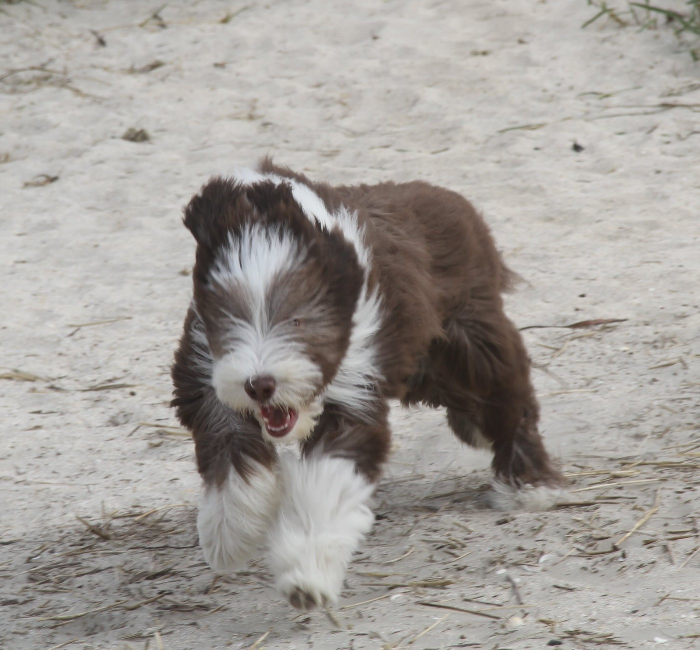Publication : Des gardes champetres Auteur : elevage des gardes champetre