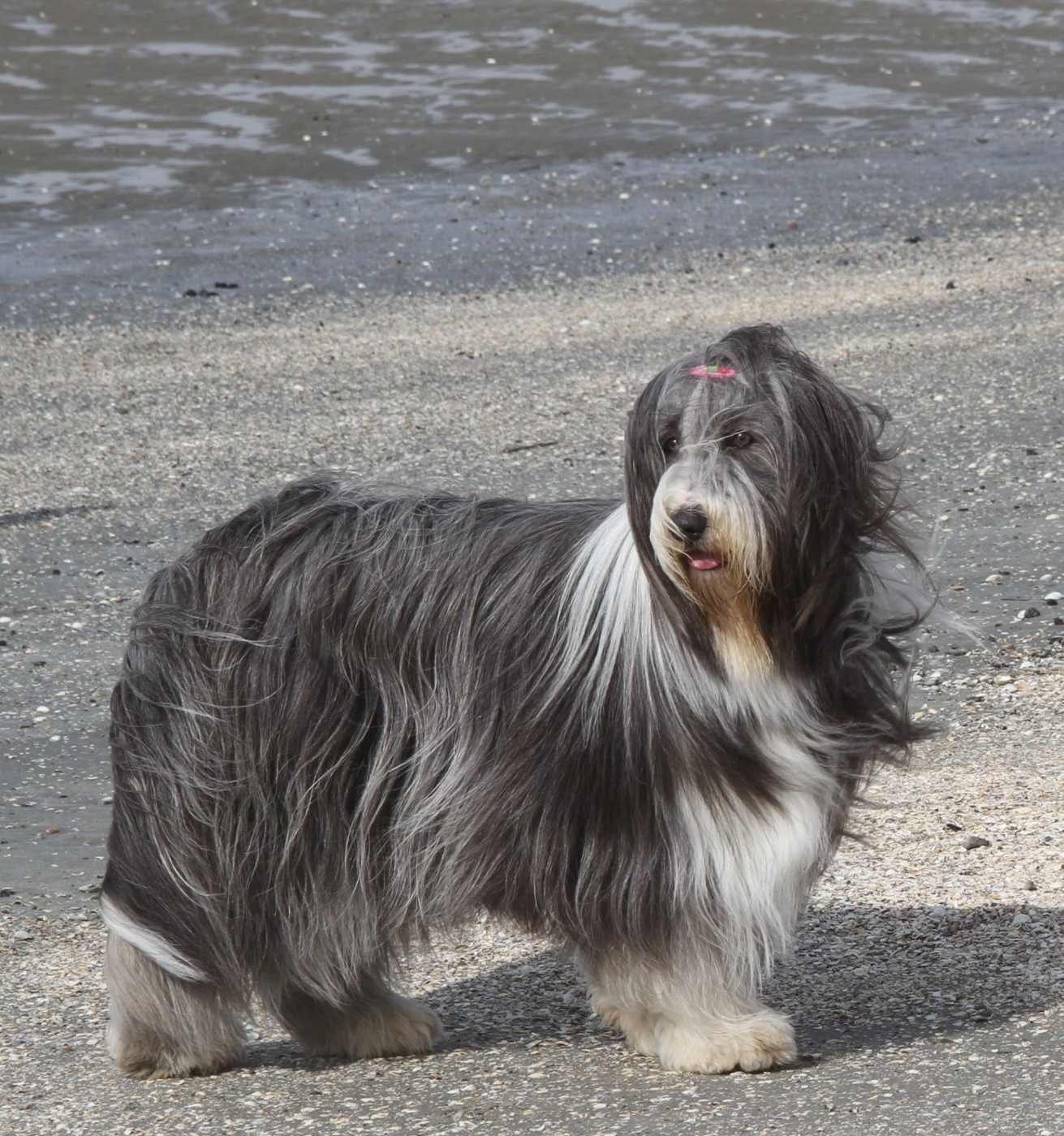 Publication : Des gardes champetres Auteur : elevage des gardes champetre