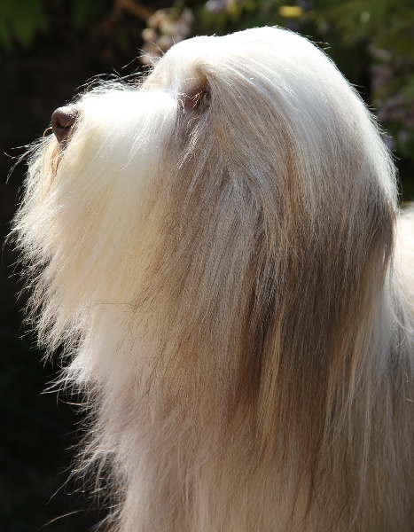 Publication : Des gardes champetres Auteur : Camus delphine