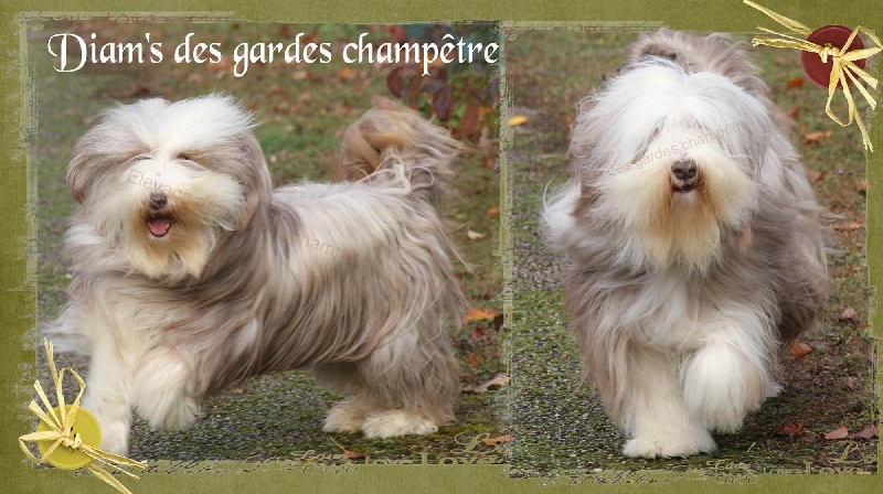 Publication : Des gardes champetres Auteur : Camus delphine