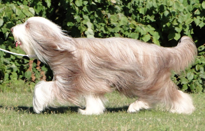 Publication : Des gardes champetres Auteur : Camus delphine