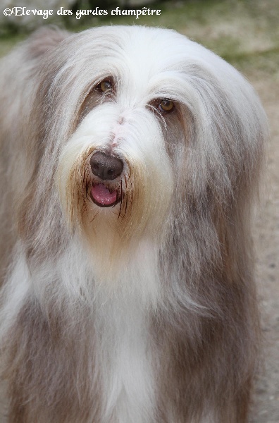 Publication : Des gardes champetres Auteur : Camus delphine