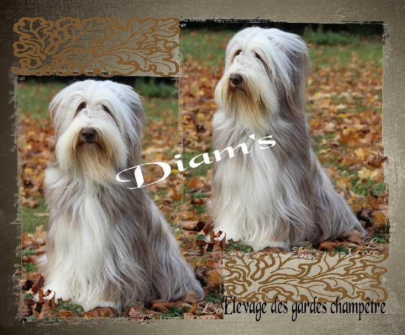 Publication : Des gardes champetres Auteur : Camus delphine