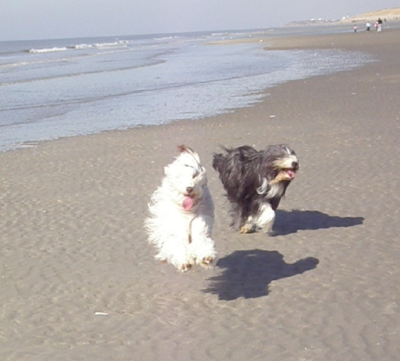 Publication : Des gardes champetres Auteur : Camus delphine