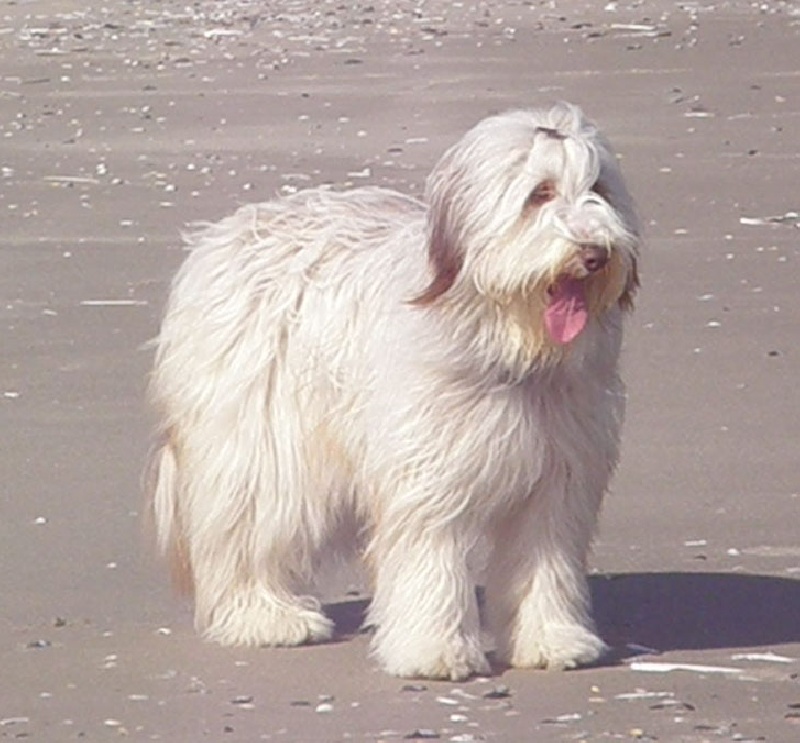 Publication : Des gardes champetres Auteur : Camus delphine