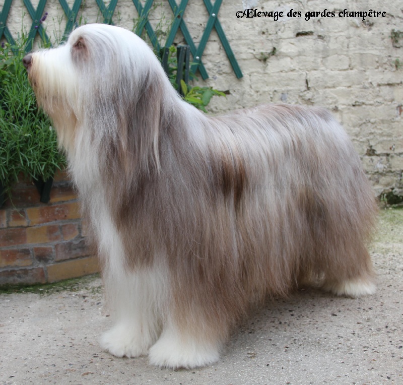 Publication : Des gardes champetres Auteur : Camus delphine