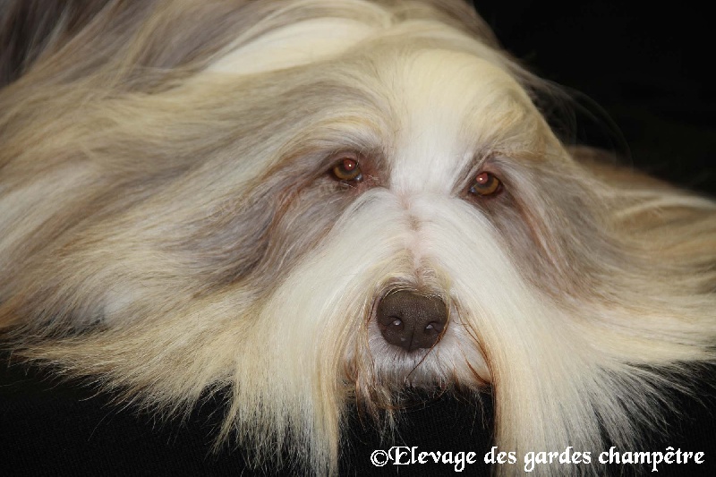 Publication : Des gardes champetres Auteur : Camus delphine