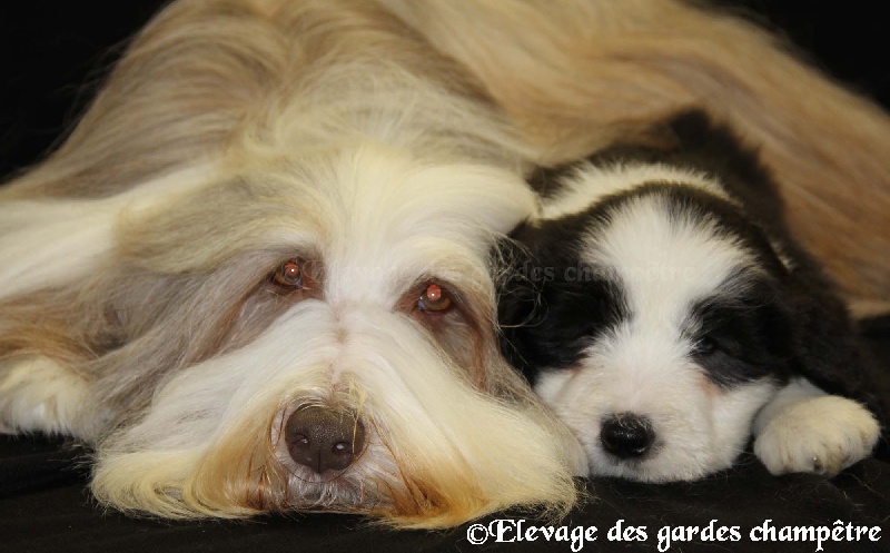 Publication : Des gardes champetres Auteur : Camus delphine