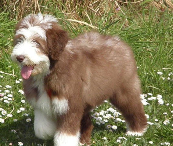 Publication : Des gardes champetres Auteur : Camus delphine