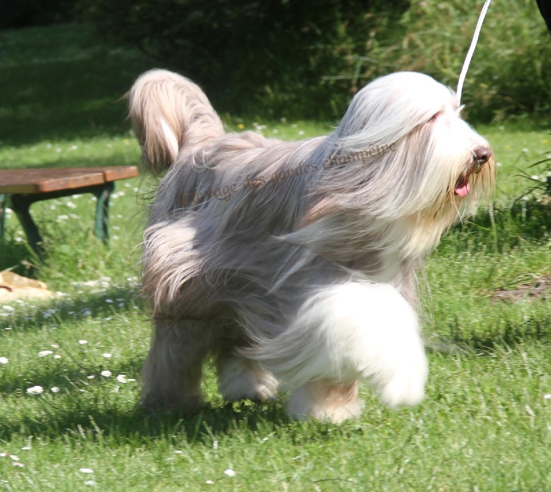 Publication : Des gardes champetres Auteur : Camus delphine