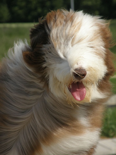 Publication : Des gardes champetres Auteur : Camus delphine