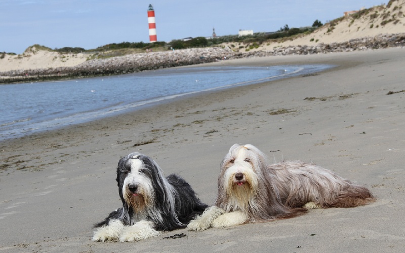 Publication : Des gardes champetres Auteur : Camus delphine