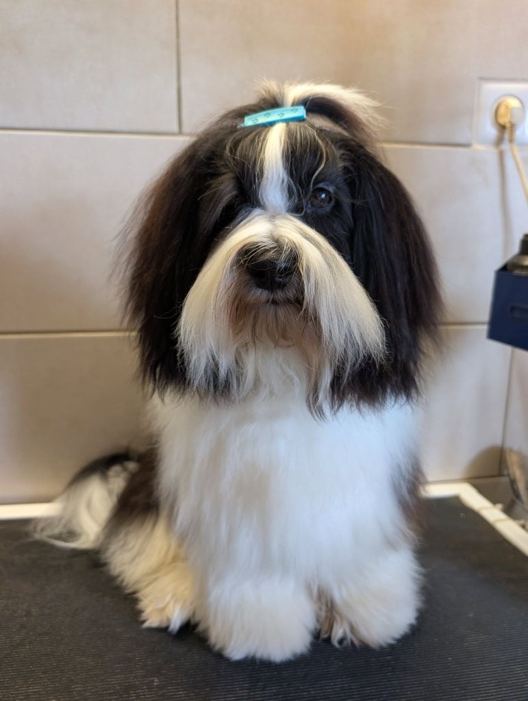 Very bad trip Del rey rakashi