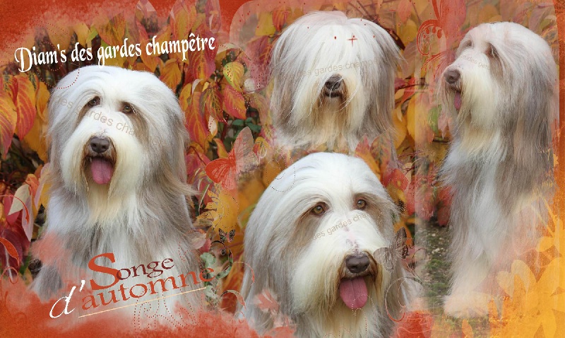 Publication : Des gardes champetres Auteur : Camus delphine