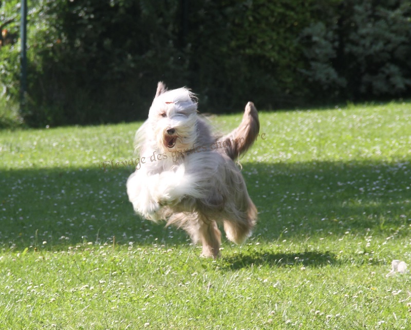 Publication : Des gardes champetres Auteur : Camus delphine