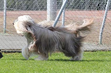 Publication : Des gardes champetres Auteur : Camus delphine