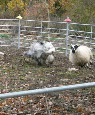 Publication : Des gardes champetres Auteur : Camus delphine