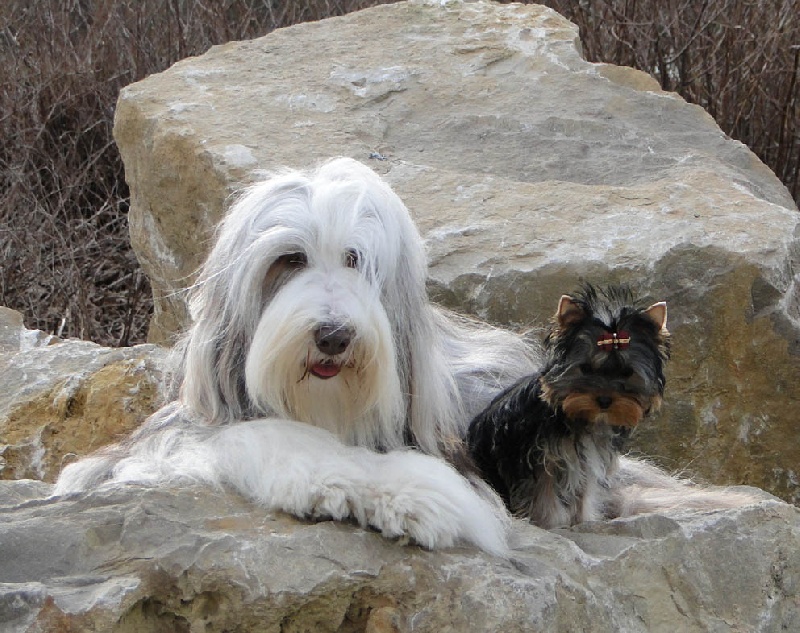 Publication : Des gardes champetres Auteur : Camus delphine