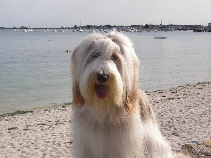 Publication : Des gardes champetres Auteur : Camus delphine