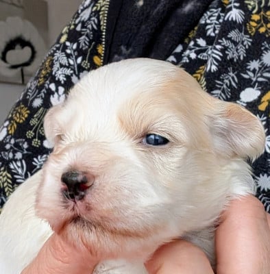 Les chiots de Bichon Havanais