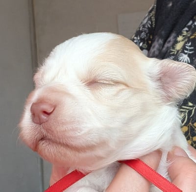 Les chiots de Bichon Havanais