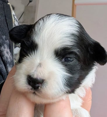 Les chiots de Bichon Havanais