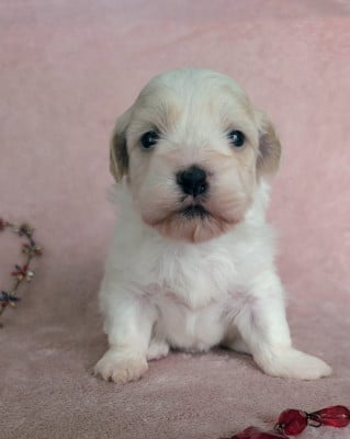 Les chiots de Bichon Havanais