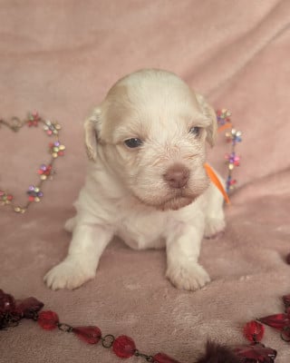 Les chiots de Bichon Havanais