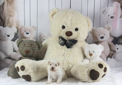 Les chiots de Bichon Havanais