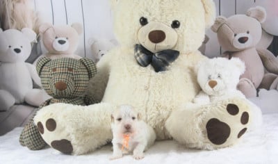 Les chiots de Bichon Havanais