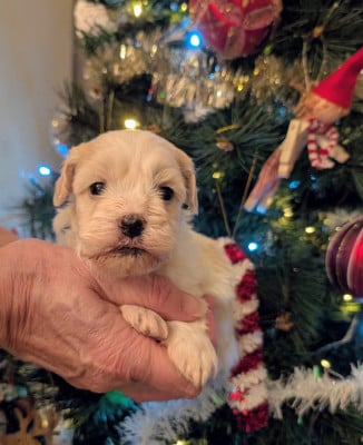 Les chiots de Bichon Havanais
